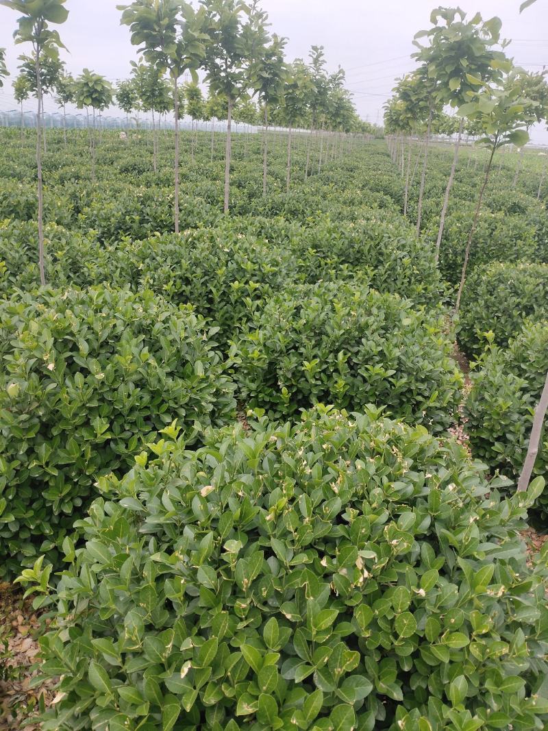 自己苗圃大量出售80～1.2卫矛球