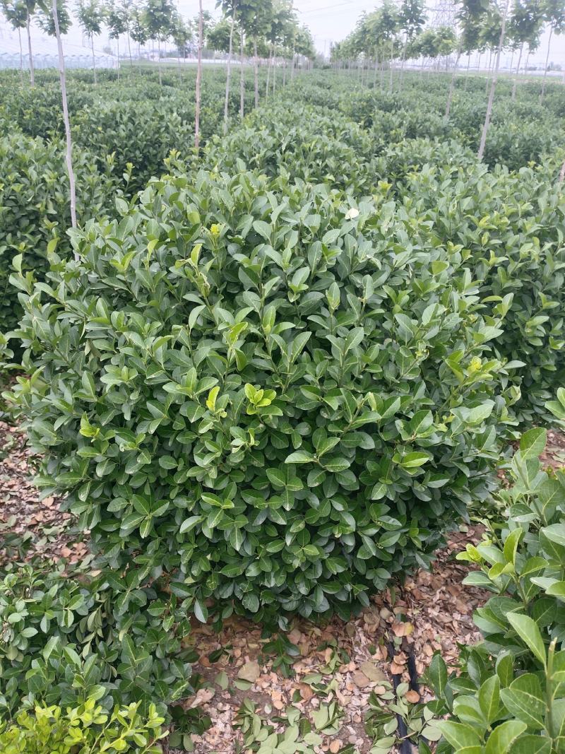 自己苗圃大量出售80～1.2卫矛球