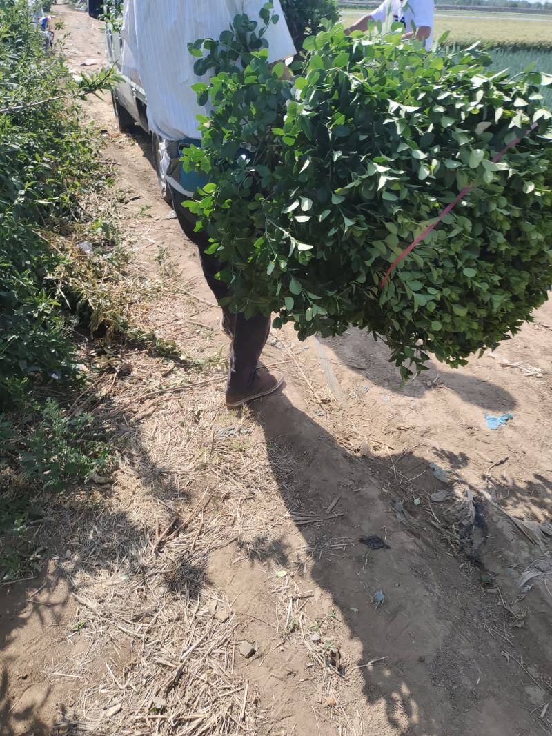 自己苗圃大量出售80～1.2卫矛球