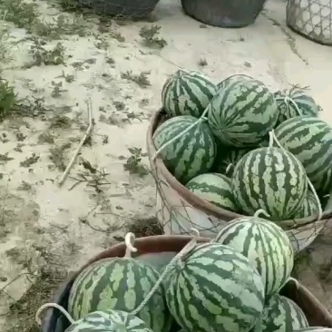美都，甘美皇，8424大量接单，全部东台西瓜