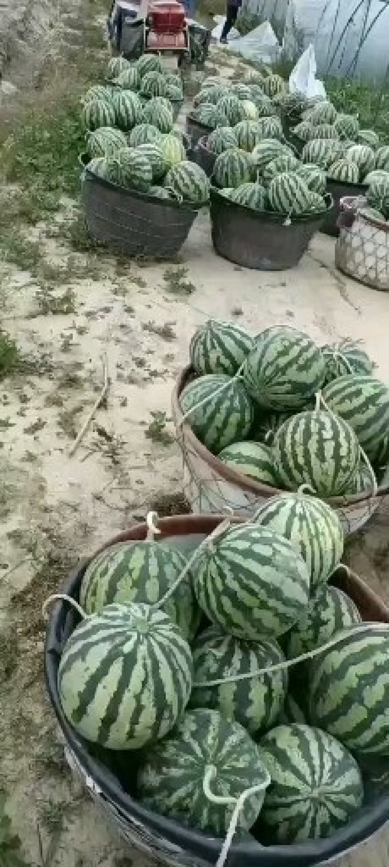 美都，甘美皇，8424大量接单，全部东台西瓜