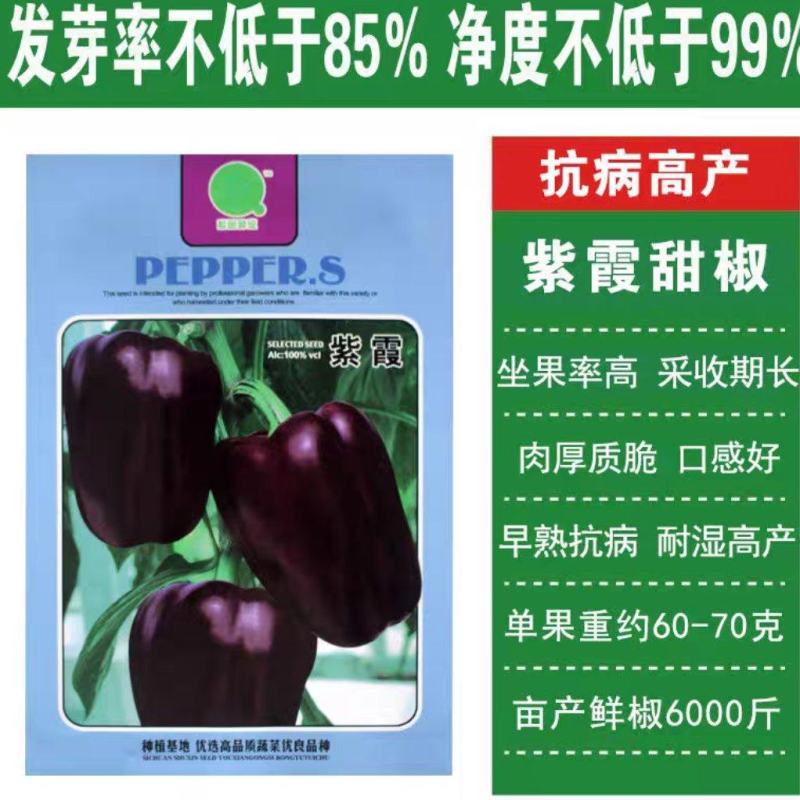 紫霞辣椒种子耐低温鲜果紫色囗感好亩产6000斤抗病性强