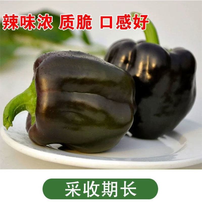 紫霞辣椒种子耐低温鲜果紫色囗感好亩产6000斤抗病性强