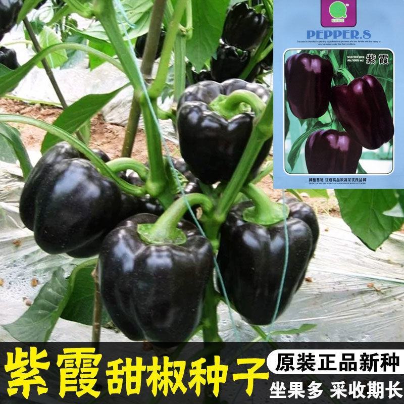 紫霞辣椒种子耐低温鲜果紫色囗感好亩产6000斤抗病性强
