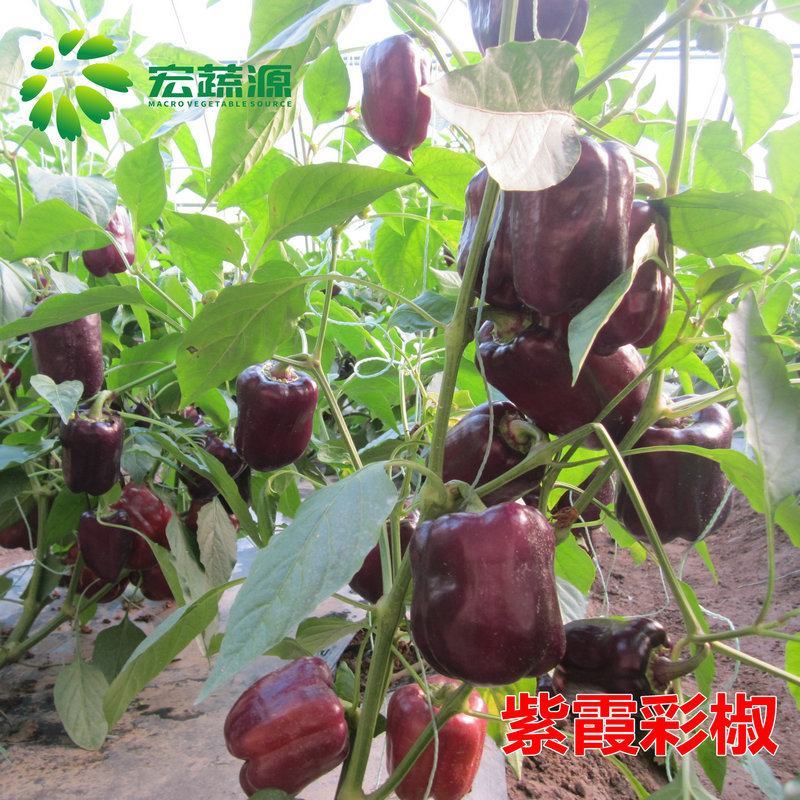 紫霞辣椒种子耐低温鲜果紫色囗感好亩产6000斤抗病性强