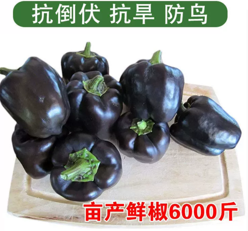 紫霞辣椒种子耐低温鲜果紫色囗感好亩产6000斤抗病性强