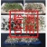 紫霞辣椒种子耐低温鲜果紫色囗感好亩产6000斤抗病性强