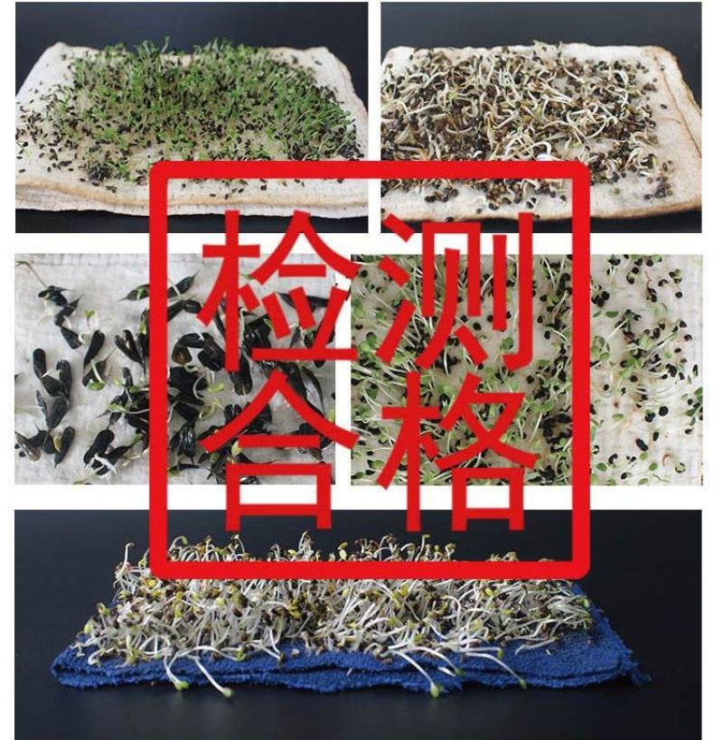 紫霞辣椒种子耐低温鲜果紫色囗感好亩产6000斤抗病性强