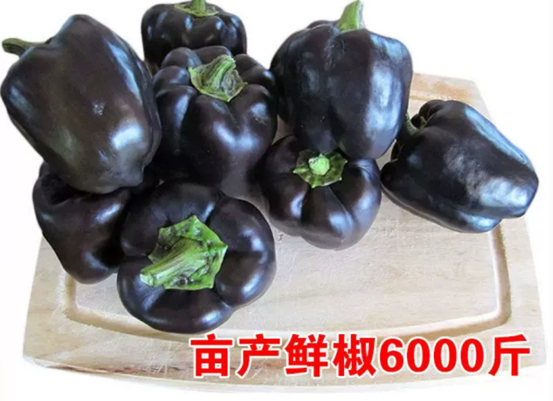紫霞辣椒种子耐低温鲜果紫色囗感好亩产6000斤抗病性强