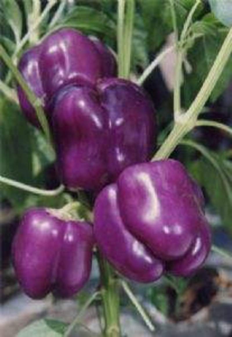 紫霞辣椒种子耐低温鲜果紫色囗感好亩产6000斤抗病性强