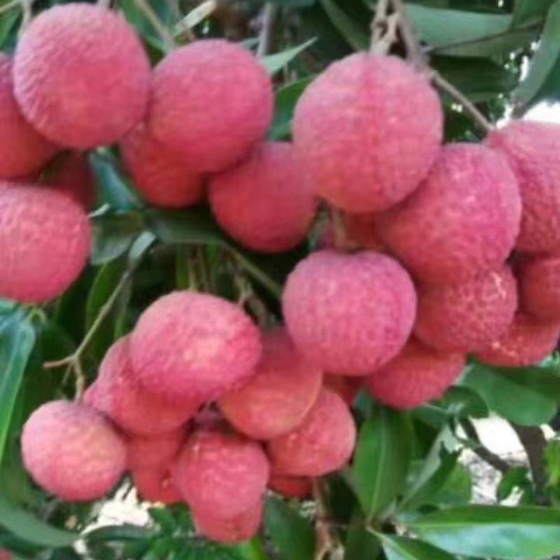 荔枝