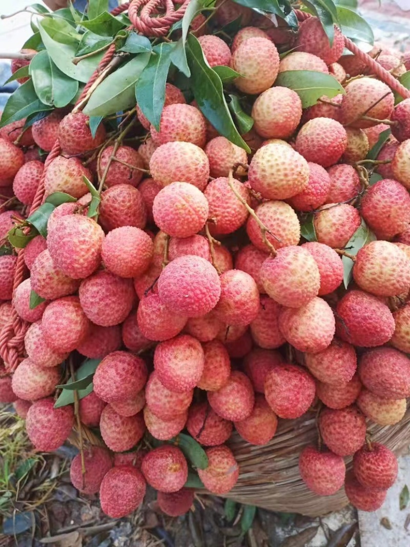 荔枝