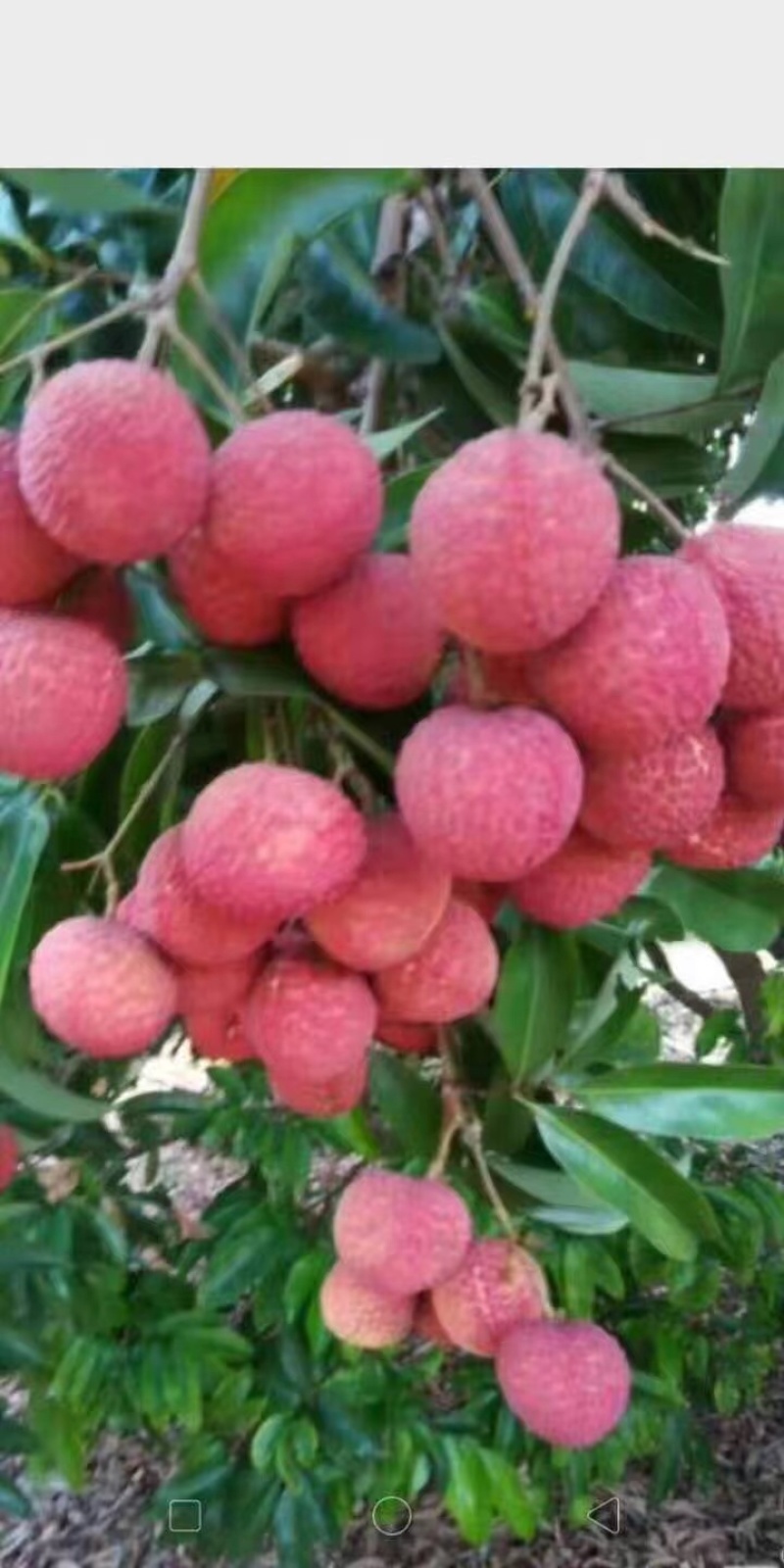 荔枝