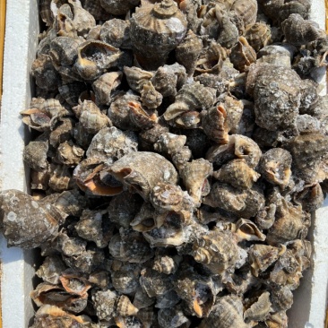 海螺次品冻海螺工厂加工刚睡的海螺，破壳