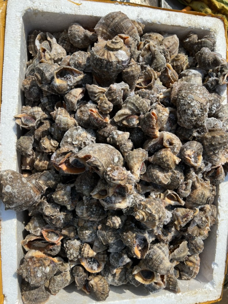 海螺次品冻海螺工厂加工刚睡的海螺，破壳