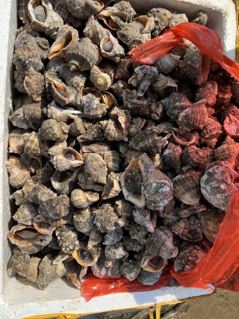 海螺次品冻海螺工厂加工刚睡的海螺，破壳