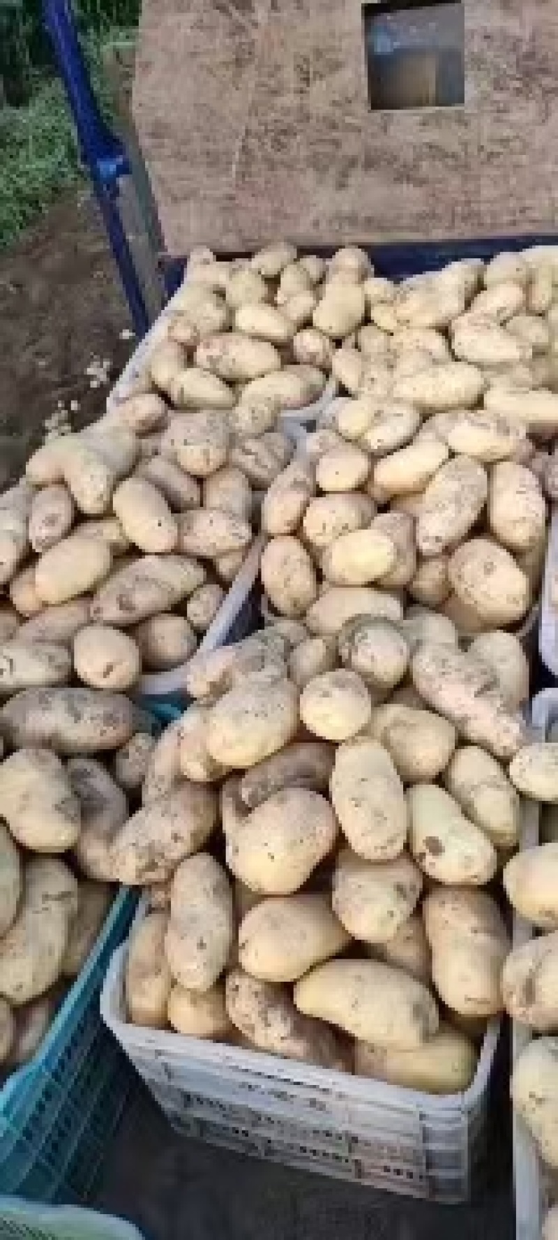 黄心土豆，荷兰十五，806，803产地直发