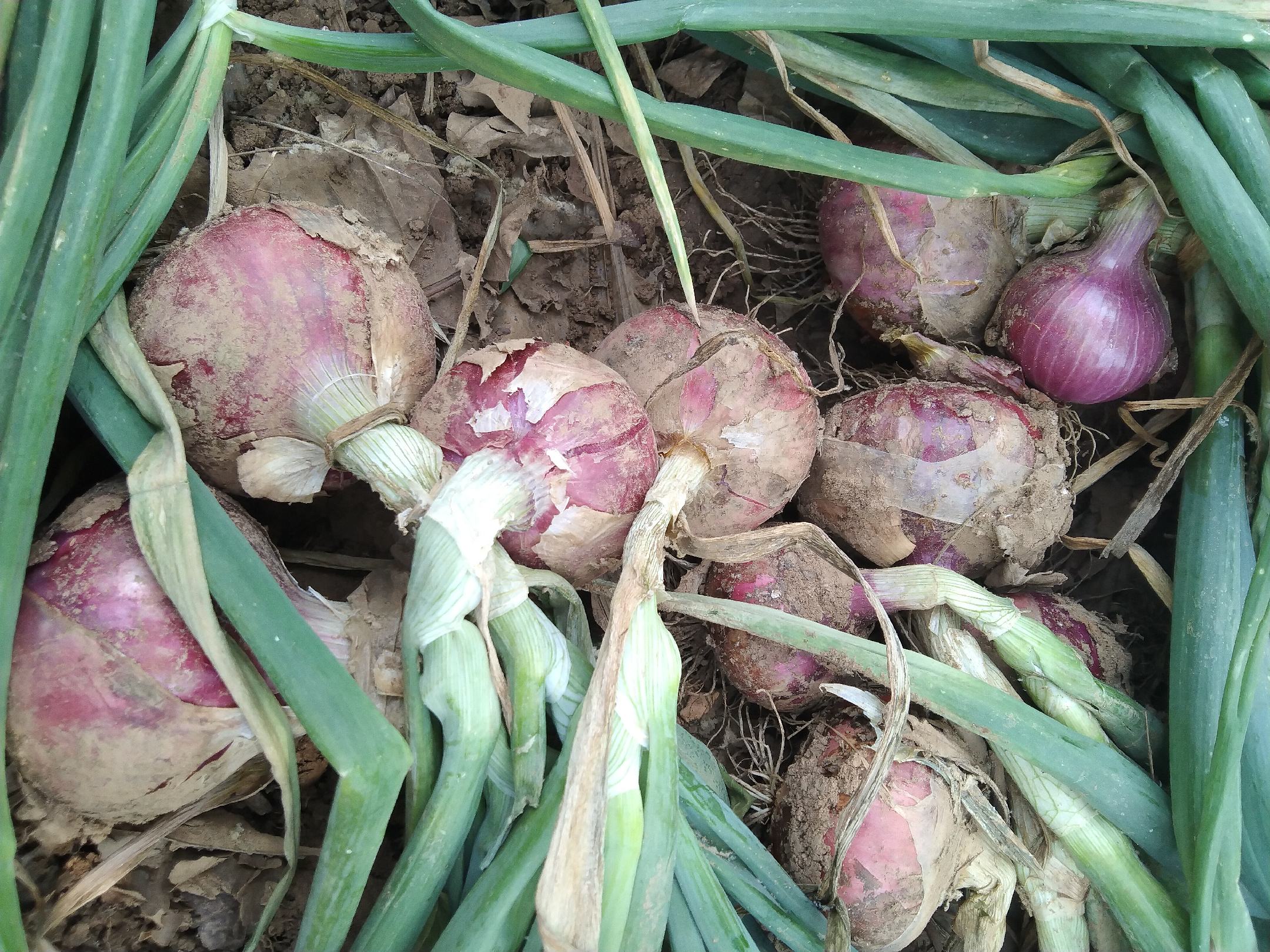 洋葱市场销售数据柱状图