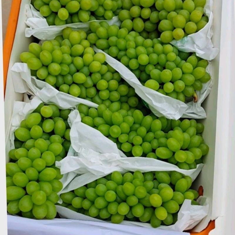云南白鸡心青提葡萄大量上市品质好口感甜欢迎来电
