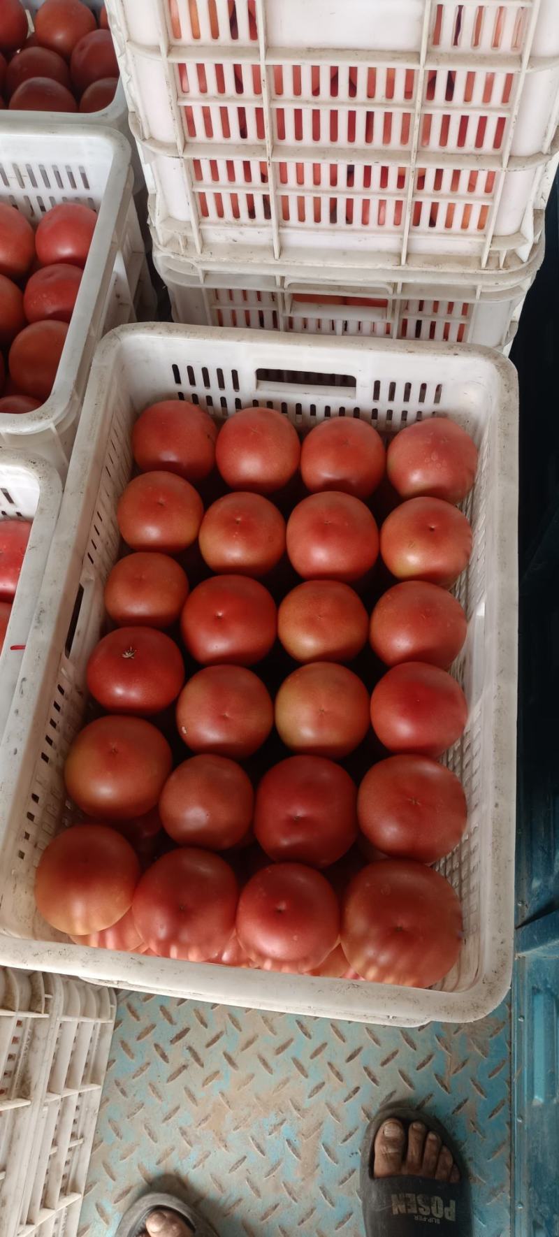 硬粉西红柿