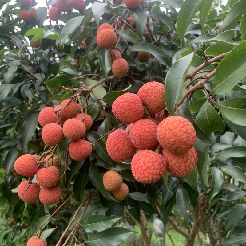 广西白糖樱荔枝大量上市