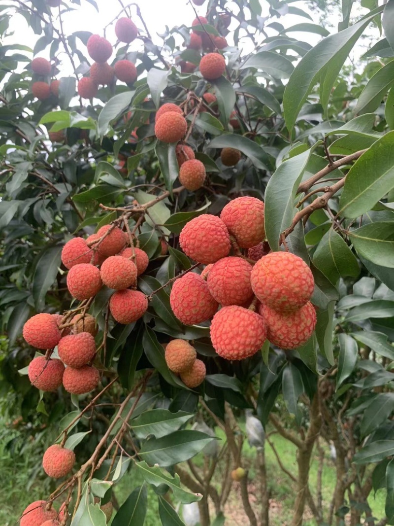 广西白糖樱荔枝大量上市