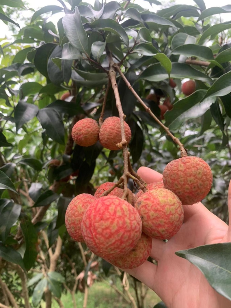 广西白糖樱荔枝大量上市