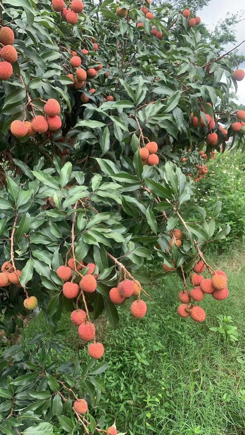 广西白糖樱荔枝大量上市