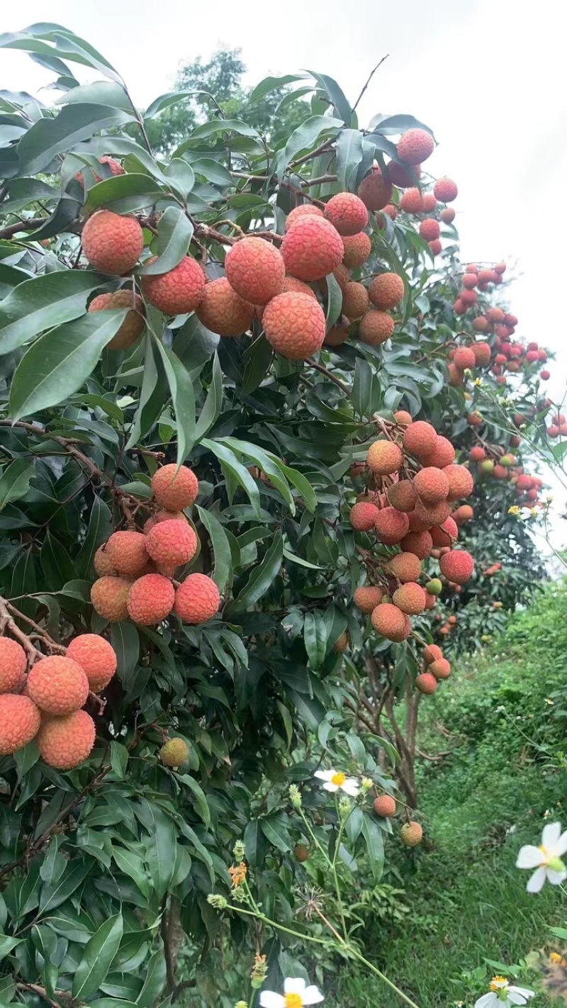 广西白糖樱荔枝大量上市