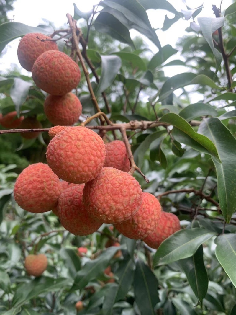广西白糖樱荔枝大量上市