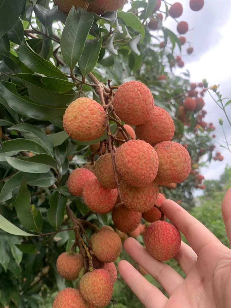 广西白糖樱荔枝大量上市