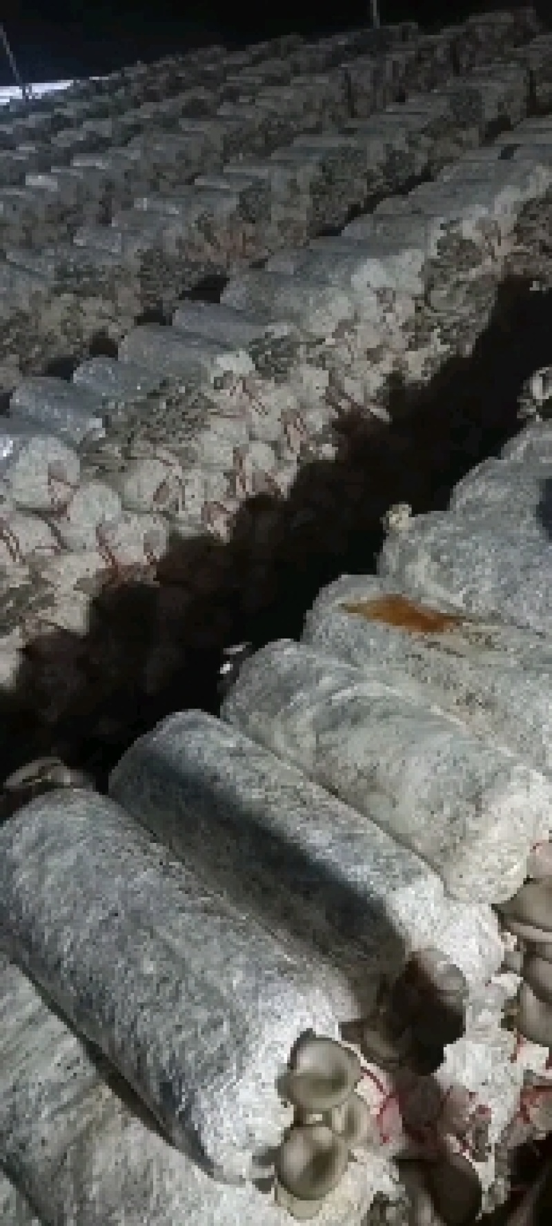 常年出售平菇榆黄蘑出菇菌包质优价廉出菇量大。