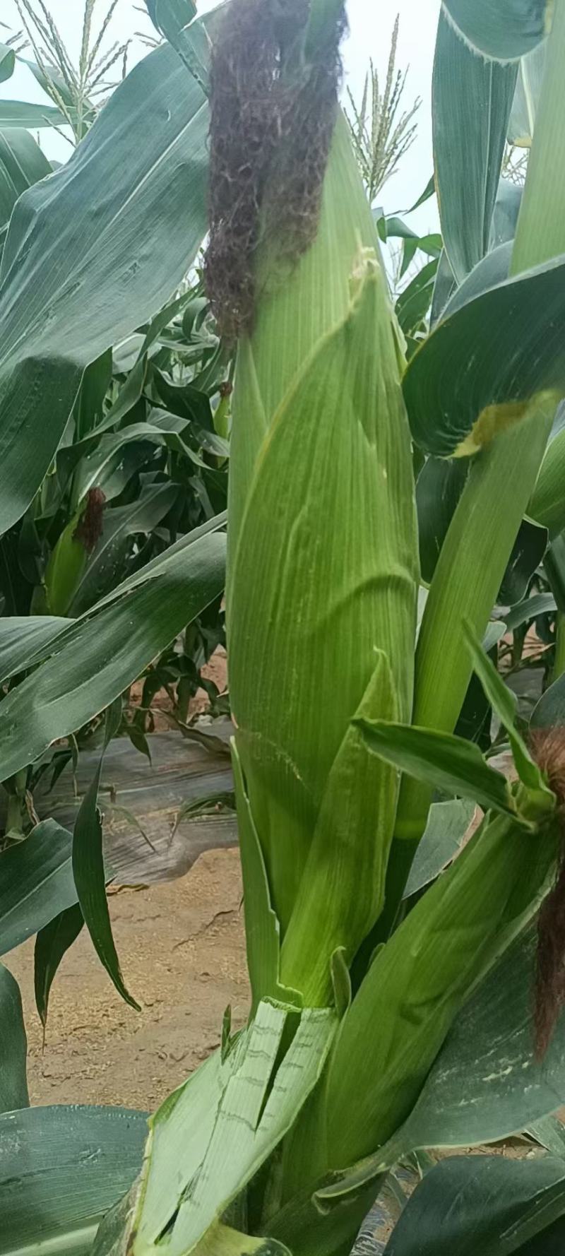 陕西省大荔县渭南自产自销，保证品质