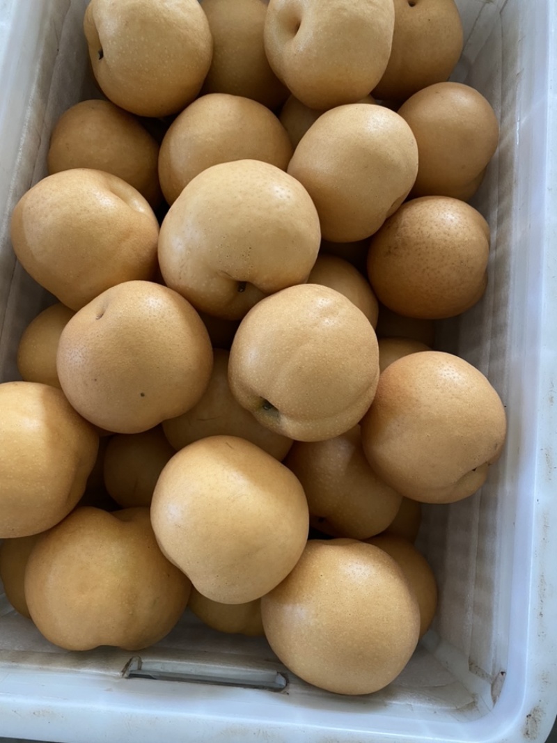 大量供应丰水梨，可一件代发，可对接全国电商，批发市场