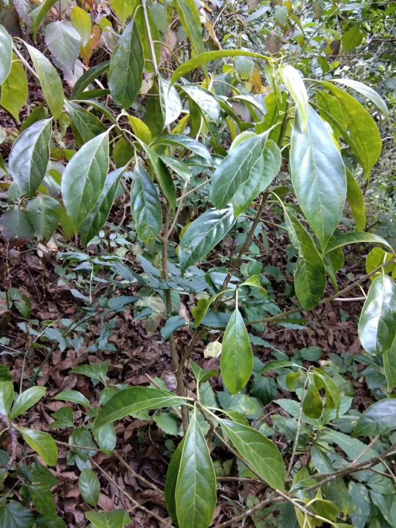 云南临沧……红菇。中药材马比木