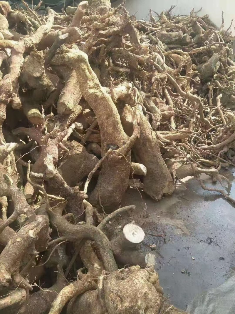 云南临沧……红菇。中药材马比木