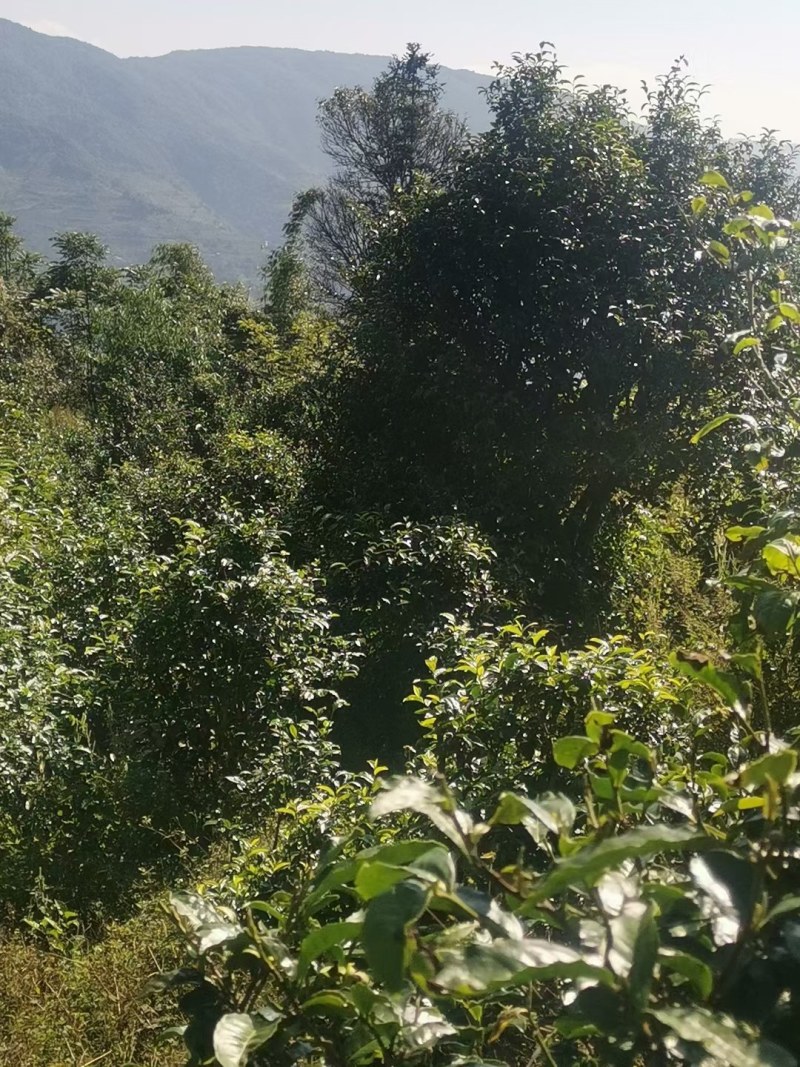 云南临沧……红菇。中药材马比木