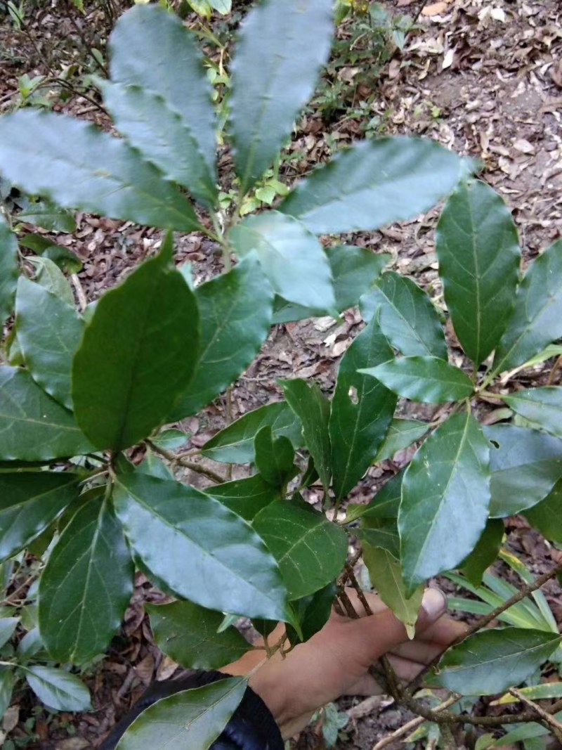 云南临沧……红菇。中药材马比木