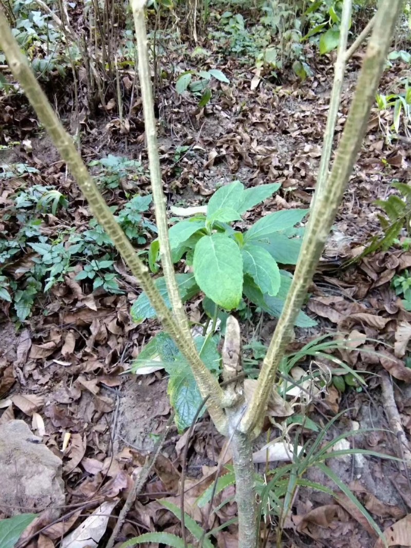 云南临沧……红菇。中药材马比木