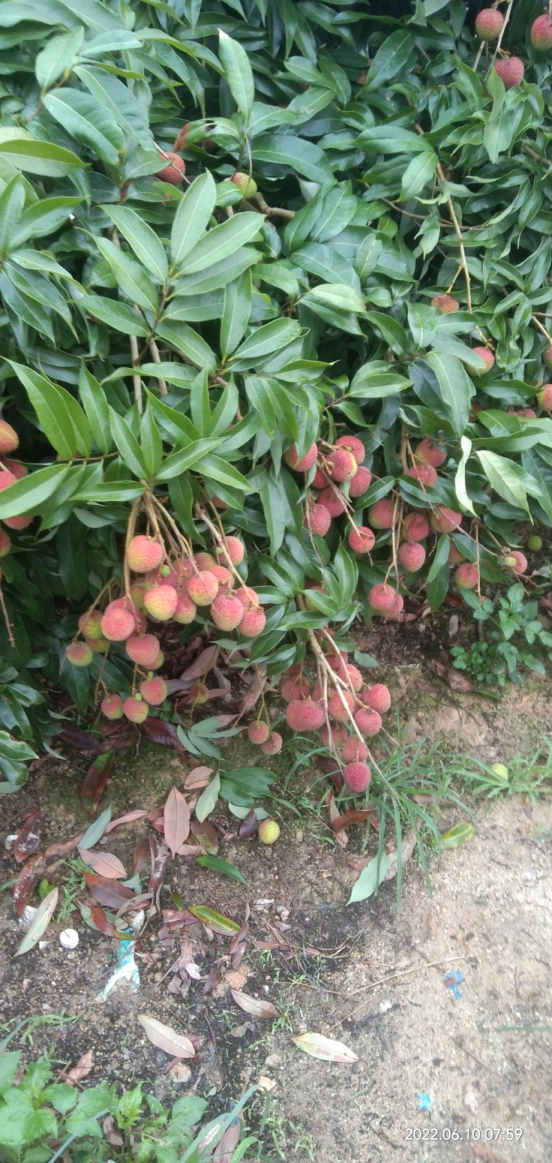 广东廉江精品荔枝妃子笑产地直销品质保证协助找车