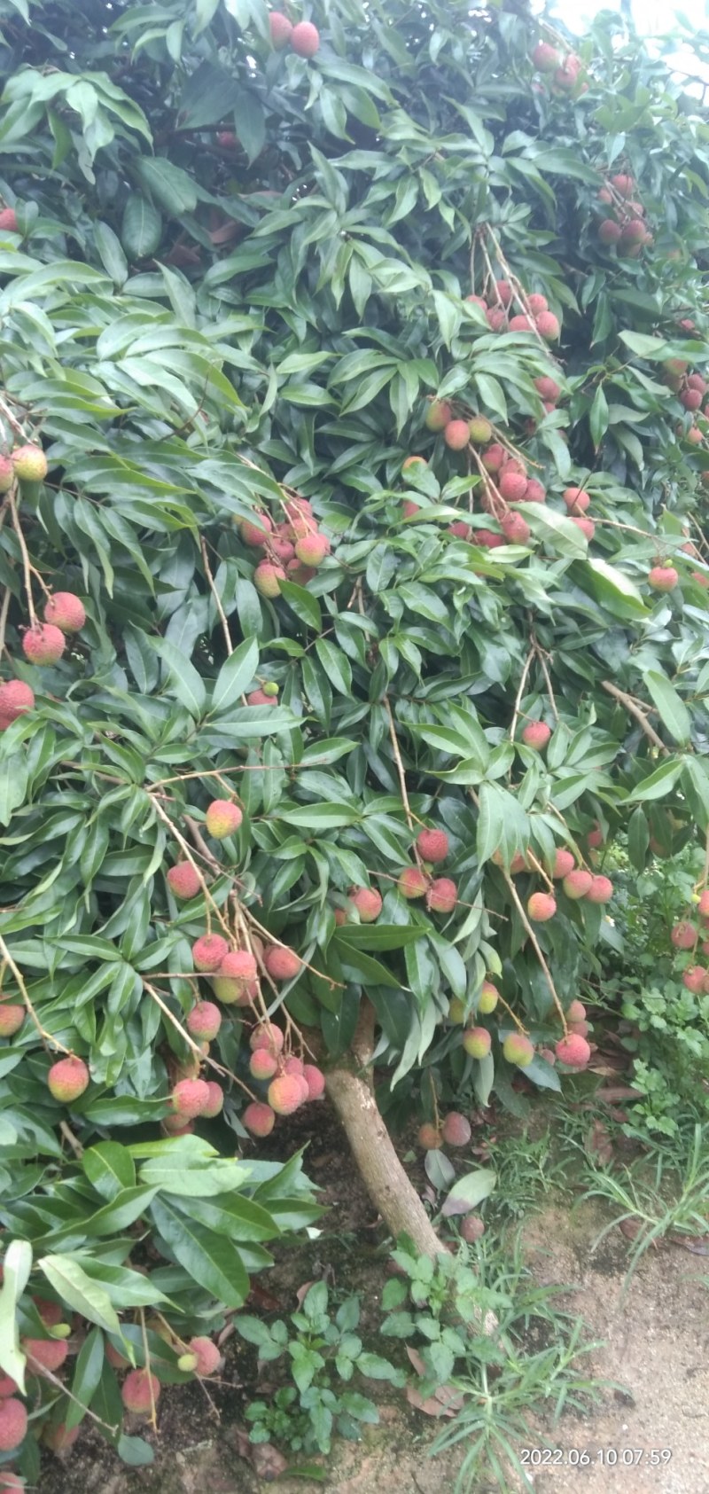 广东廉江精品荔枝妃子笑产地直销品质保证协助找车