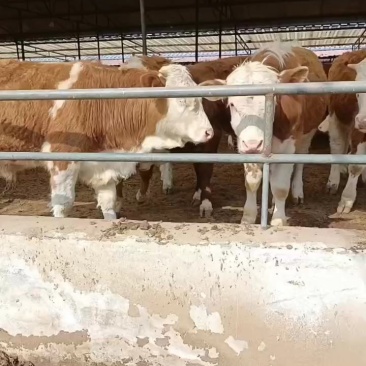 西门塔尔肉牛犊，西门塔尔肉牛，西门塔尔牛长势快适应能力强