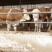 西门塔尔肉牛犊，西门塔尔肉牛，西门塔尔牛长势快适应能力强