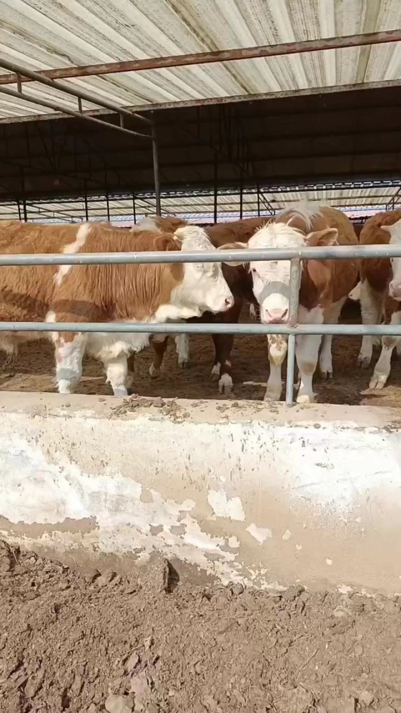 西门塔尔肉牛犊，西门塔尔肉牛，西门塔尔牛长势快适应能力强
