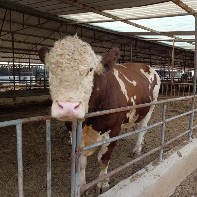 西门塔尔肉牛犊，西门塔尔肉牛，西门塔尔牛长势快适应能力强