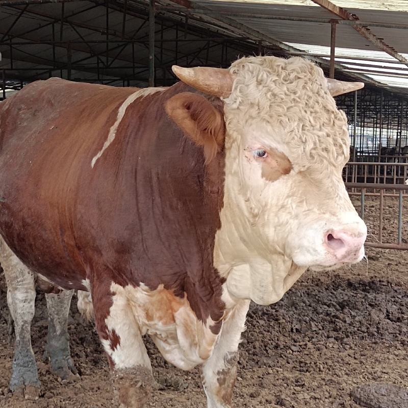 西门塔尔肉牛犊，西门塔尔肉牛，西门塔尔牛长势快适应能力强