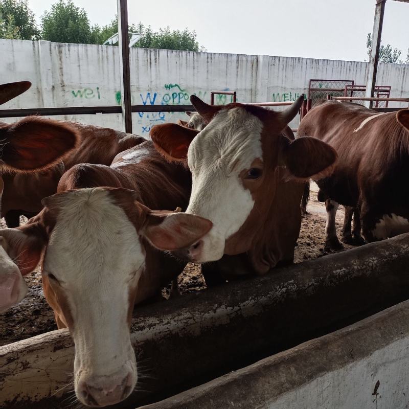 西门塔尔肉牛犊，西门塔尔肉牛，西门塔尔牛长势快适应能力强