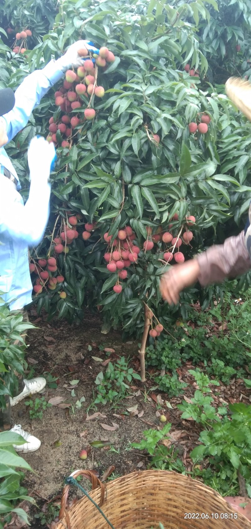 广东廉江精品荔枝妃子笑产地直销品质保证协助找车