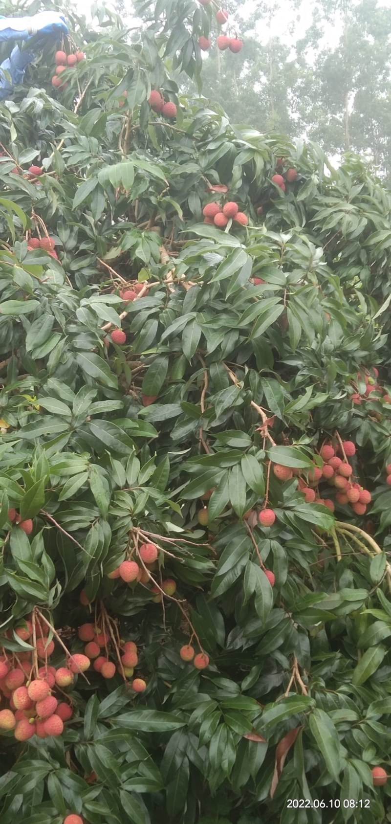 广东廉江精品荔枝妃子笑产地直销品质保证协助找车