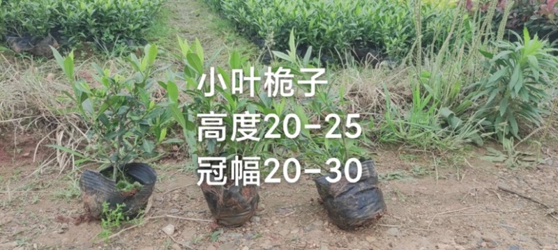 红叶石楠，春娟，龟甲冬青，法国冬青，满天星